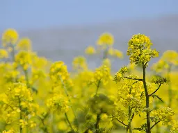 ひたちの菜の花